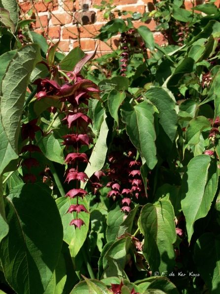 Bois des Moutiers  (37) Summer 2012